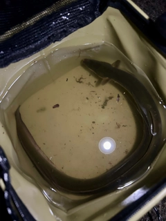 ウナギの釣果