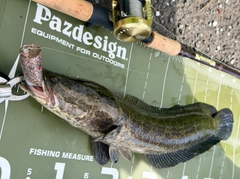ライギョの釣果