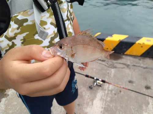 チャリコの釣果