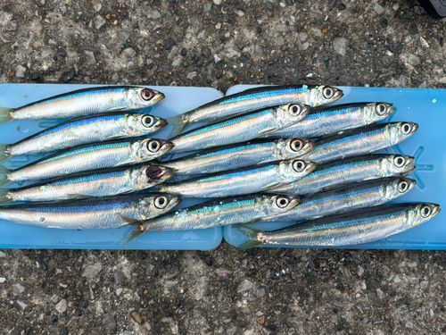 ウルメイワシの釣果