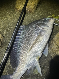 キビレの釣果