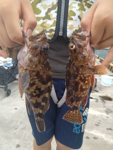 カサゴの釣果