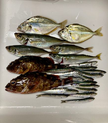 カサゴの釣果