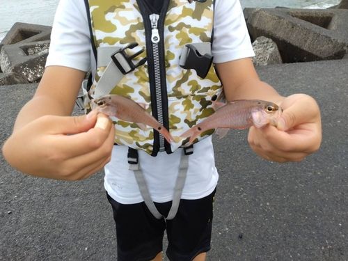 ネンブツダイの釣果