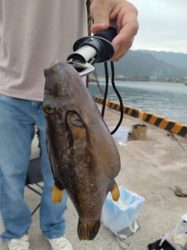 キタマクラの釣果