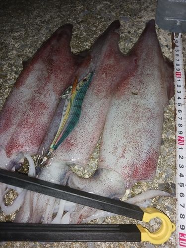 ケンサキイカの釣果