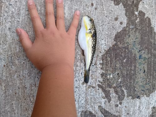クサフグの釣果