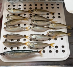 マアジの釣果