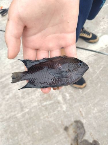 スズメダイの釣果