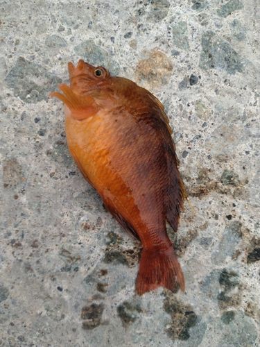 アカササノハベラの釣果