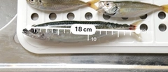 マサバの釣果