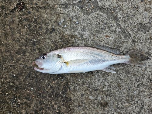 イシモチの釣果