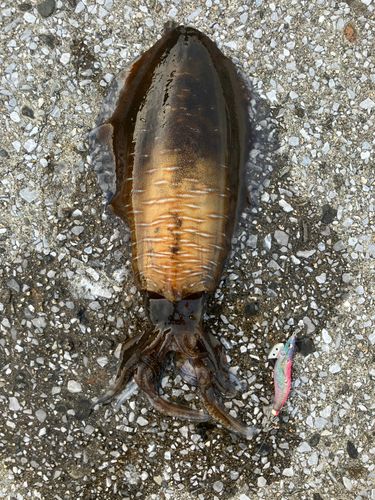アオリイカの釣果