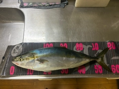 イナダの釣果