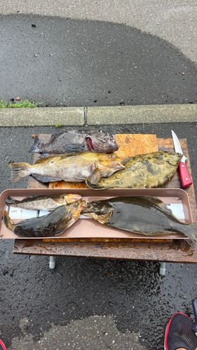 ヒラメの釣果