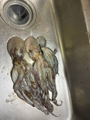 マダコの釣果