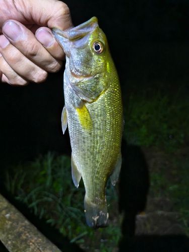 ラージマウスバスの釣果