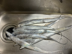 タチウオの釣果