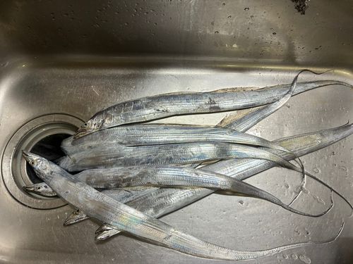 タチウオの釣果