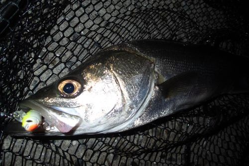 ヤマメの釣果