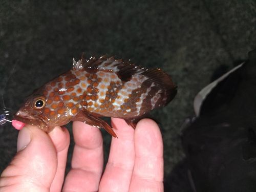 キジハタの釣果