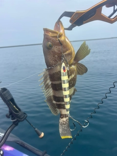 アオハタの釣果