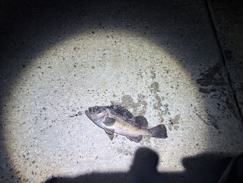 ソイの釣果