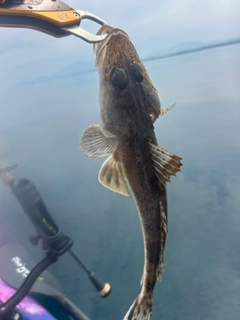 イネゴチの釣果