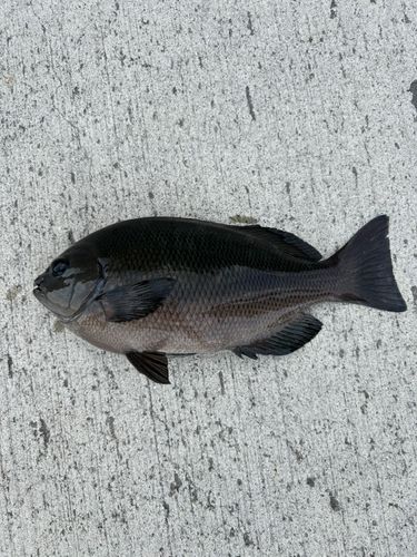 グレの釣果