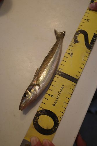 シロギスの釣果