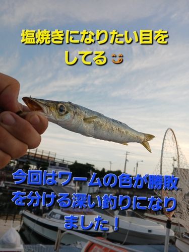 カマスの釣果