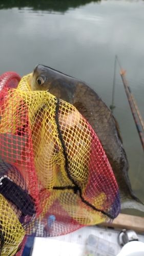 ヘラブナの釣果