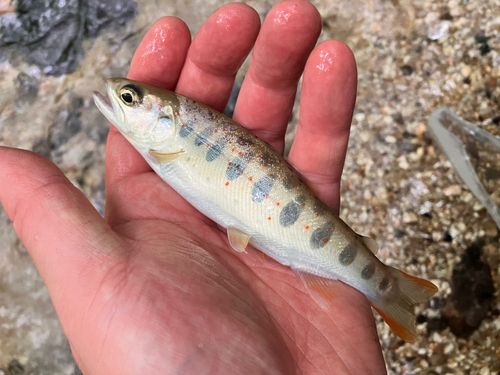 アマゴの釣果