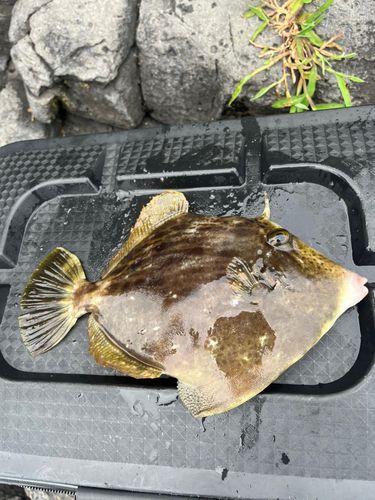 カワハギの釣果