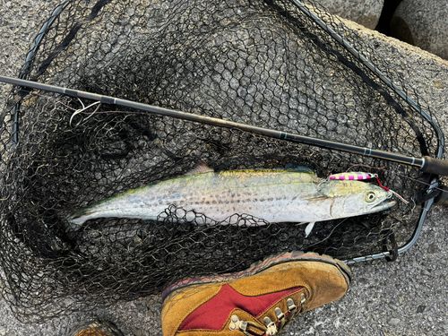 サゴシの釣果