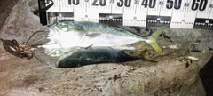 ハマチの釣果