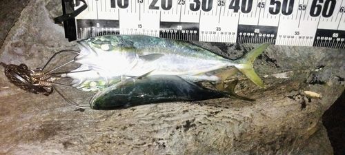 ハマチの釣果
