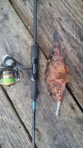 アラカブの釣果