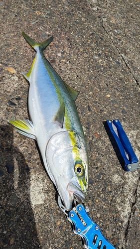 ヤズの釣果