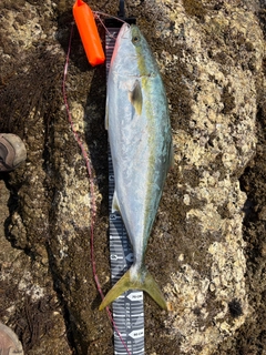 ハマチの釣果