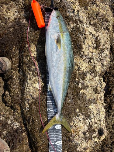ハマチの釣果