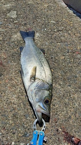ヒラスズキの釣果