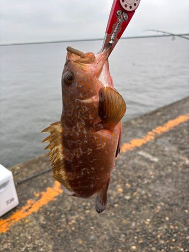 キジハタの釣果