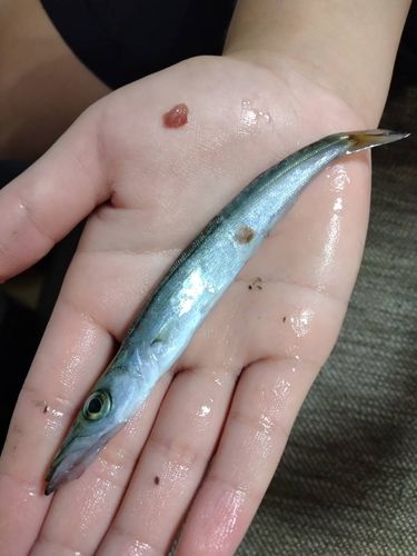 カマスの釣果
