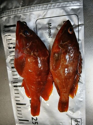 アカハタの釣果