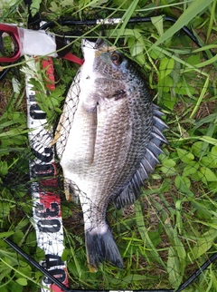 キビレの釣果