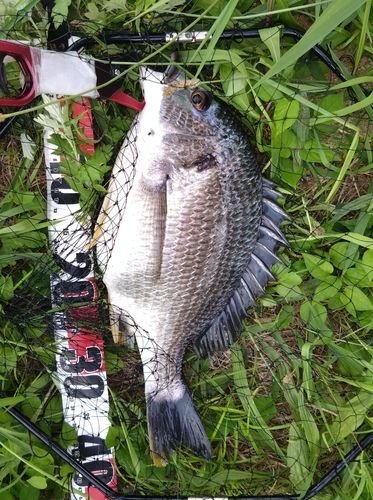 キビレの釣果
