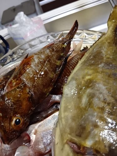 ベラの釣果