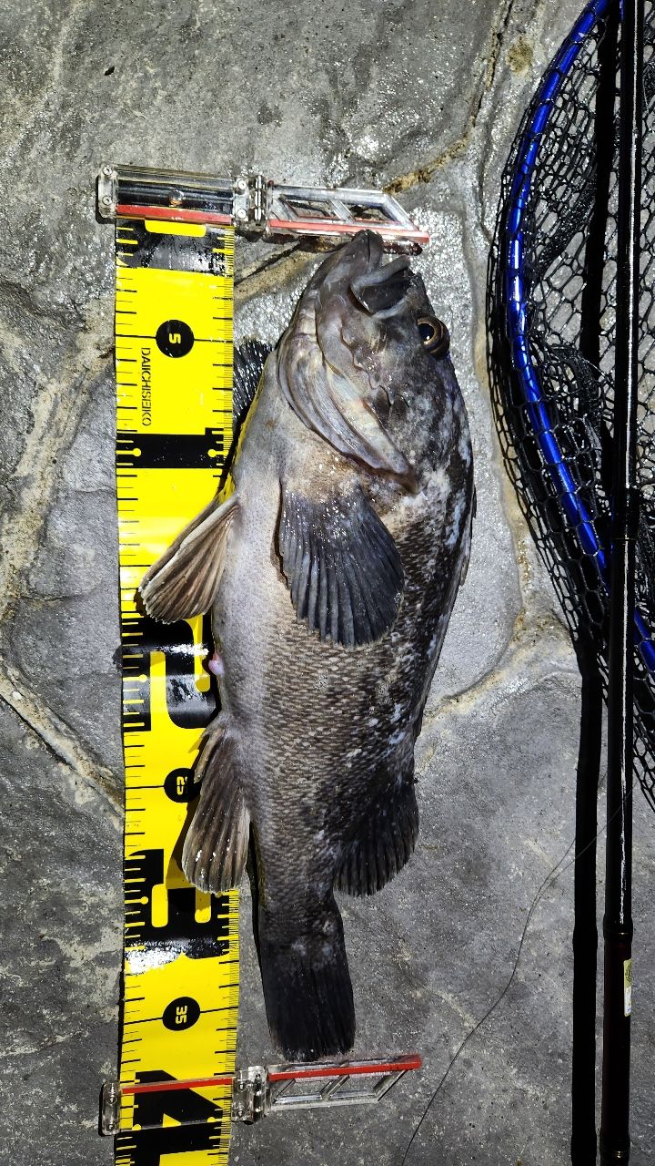AbuGarcia エラディケーター ロックスイーパー ERSS-77MHFの最安値