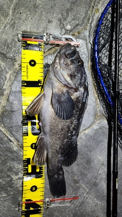 クロソイの釣果